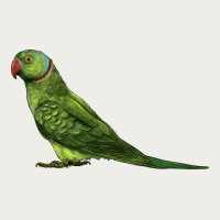 Ring Necked Parakeet Zipper Hoodie | Teevron