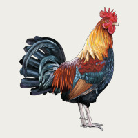 New Hampshire Red Rooster Zipper Hoodie | Teevron