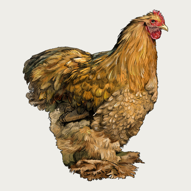 Cochin Chicken Zipper Hoodie by LillyAllenDesigns | Teevron