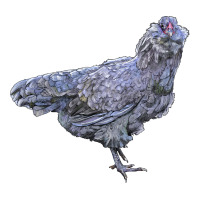 Ameraucana Chicken | Teevron