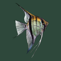 Angelfish Zipper Hoodie | Teevron