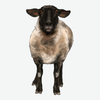 Suffolk Ewe Front Urban Heavy Tee | Teevron