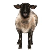 suffolk ewe front | Teevron