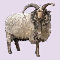 Navajo Churro Sheep Premium Hoodie | Teevron