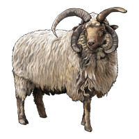 navajo churro sheep | Teevron