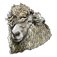 lincoln sheep head | Teevron