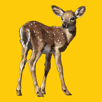White Tailed Fawn Deer Premium Hoodie | Teevron