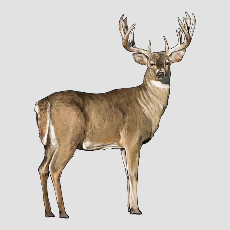 White Tailed Buck Deer Premium Hoodie by LillyAllenDesigns | Teevron