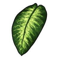 Dumb Cane Leaf | Teevron