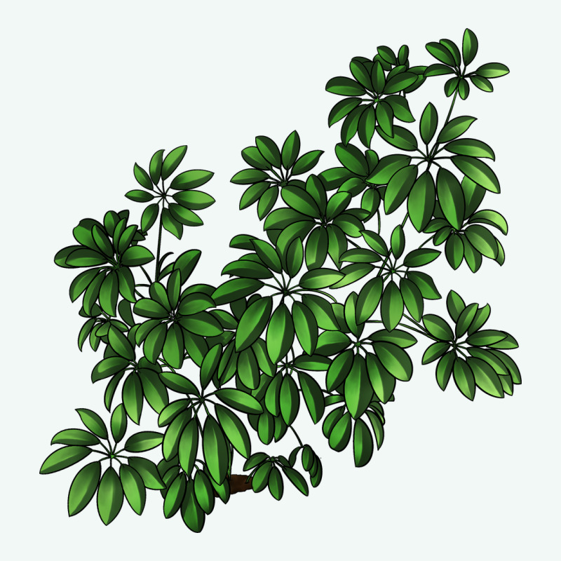 Botanical Schefflera Illustrations Premium Hoodie by LillyAllenDesigns | Teevron