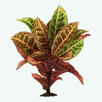 Croton Premium Hoodie | Teevron