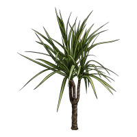 Dracaena Marginata | Teevron