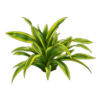 Lemon Lime Dracaena Leaf | Teevron