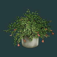 Dwarf Pomegranate Tree Illustrations Premium Hoodie | Teevron