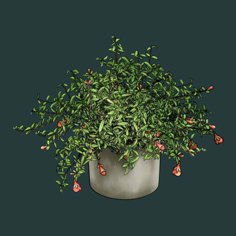 Dwarf Pomegranate Tree Illustrations Premium Hoodie by LillyAllenDesigns | Teevron