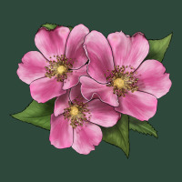 Wild Prairie Rose Illustrations Zipper Hoodie | Teevron