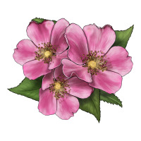 Wild Prairie Rose Illustrations | Teevron