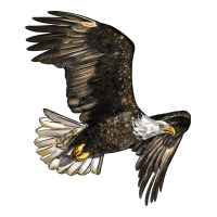 White Headed Eagle | Teevron