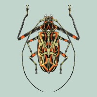 Acrocinus Beetle Illustrations Zipper Hoodie | Teevron