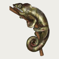 Green Chameleon Lizard Illustrations Zipper Hoodie | Teevron