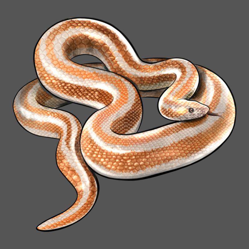 Rosy Boa Snake Illustrations Zipper Hoodie by LillyAllenDesigns | Teevron