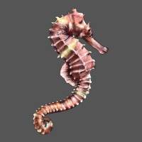 Pink Seahorse Zipper Hoodie | Teevron