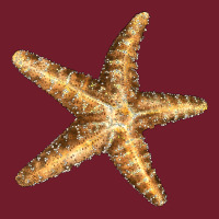 Starfish Zipper Hoodie | Teevron