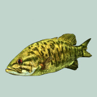 Smallmouth Bass Fish Illustrations Zipper Hoodie | Teevron