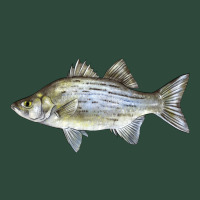 White Bass Fish Illustrations Zipper Hoodie | Teevron