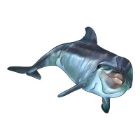 bottlenose dolphin | Teevron