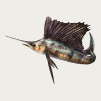 Atlantic Sailfish Illustrations Zipper Hoodie | Teevron