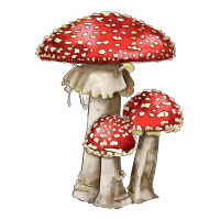Autumn Mushroom Illustrations | Teevron
