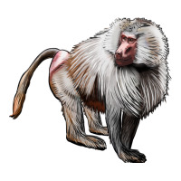 baboon | Teevron