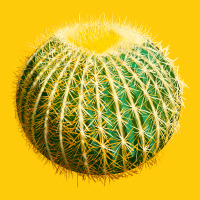 Golden Barrel Cactus Premium Hoodie | Teevron