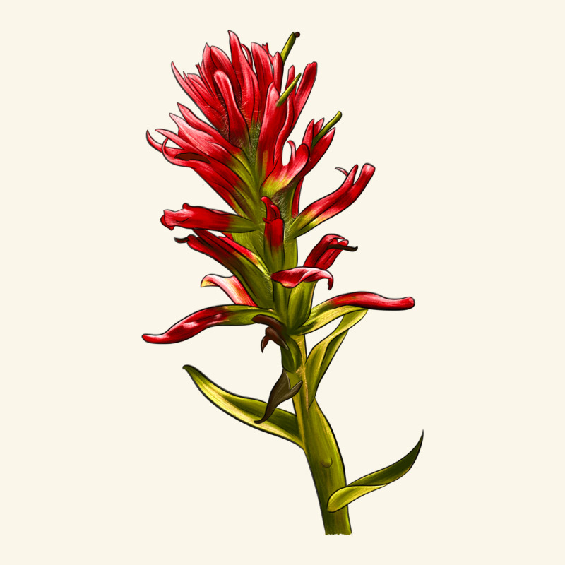 Indian Paintbrush Premium Hoodie by LillyAllenDesigns | Teevron