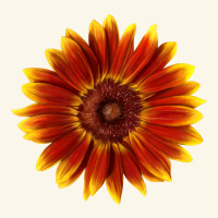 Little Becka Sunflower Premium Hoodie | Teevron