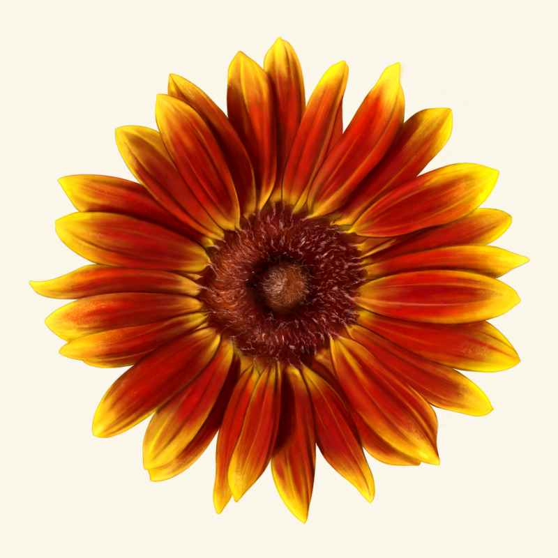 Little Becka Sunflower Premium Hoodie by LillyAllenDesigns | Teevron