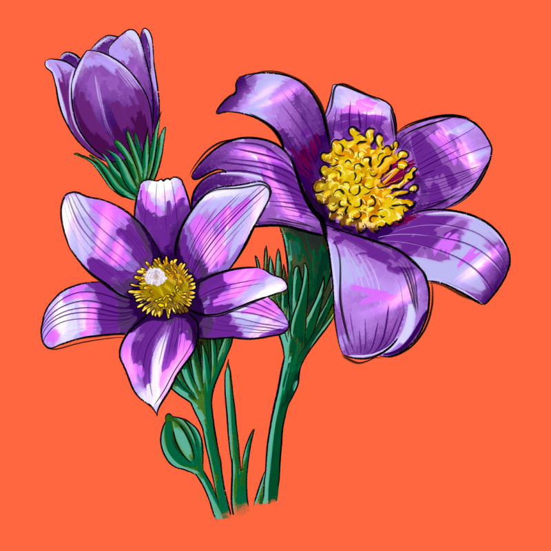 Pasque Flower Illustrations Premium Hoodie by LillyAllenDesigns | Teevron