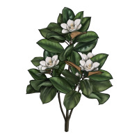 Magnolia Flower Illustrations | Teevron