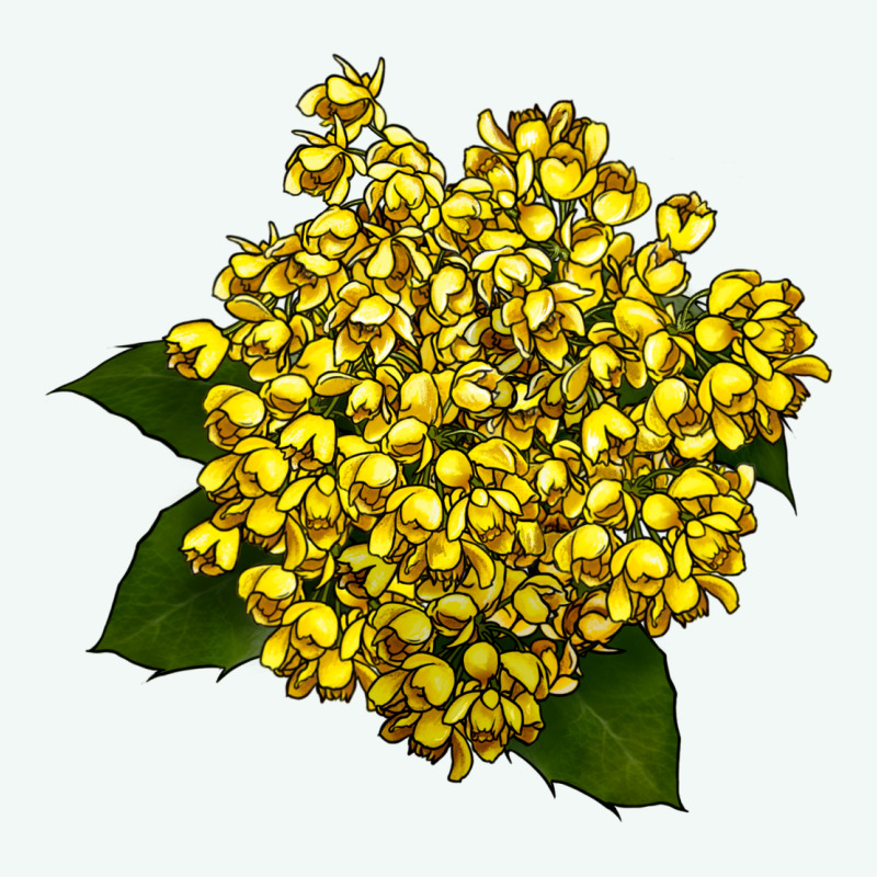 Oregon Grape Flower Illustrations Premium Hoodie by LillyAllenDesigns | Teevron