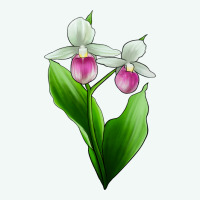 Pink And White Lady's Slipper Flower Premium Hoodie | Teevron