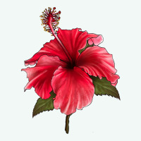 Puerto Rican Hibiscus Flower Premium Hoodie | Teevron