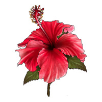 Puerto Rican Hibiscus Flower | Teevron