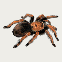 Mexican Red Knee Tarantula Zipper Hoodie | Teevron