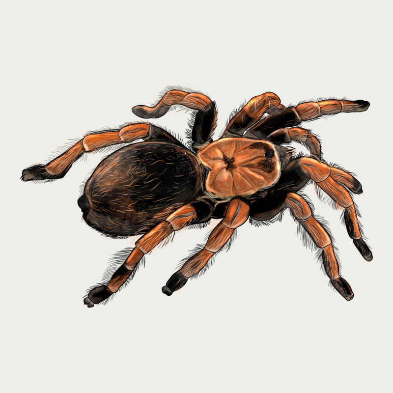 Mexican Red Knee Tarantula Zipper Hoodie by LillyAllenDesigns | Teevron