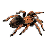 Mexican Red Knee Tarantula | Teevron