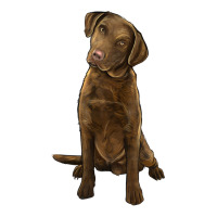 chesapeake bay retriever | Teevron