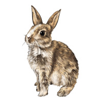 Rabbit | Teevron