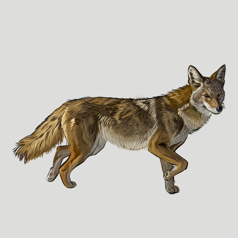 Coyote Zipper Hoodie by LillyAllenDesigns | Teevron