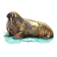 Walrus | Teevron